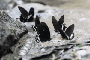 Black Butterfly Meaning