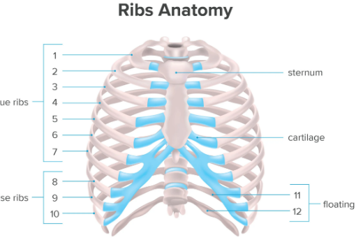 Difference between male and female ribs