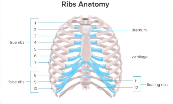 Difference between male and female ribs