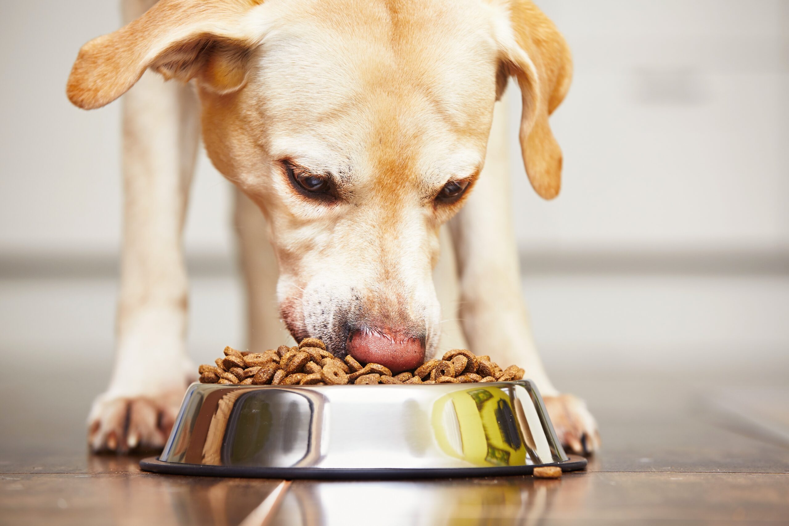 human-grade dog food in the USA