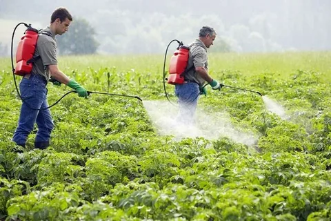 Pesticide Control Services and Guide Pest Control Service