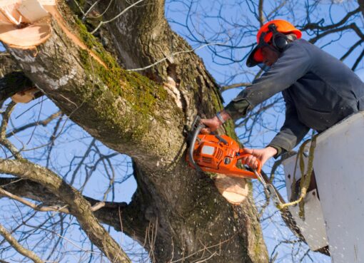 tree-removal-services-melbourne