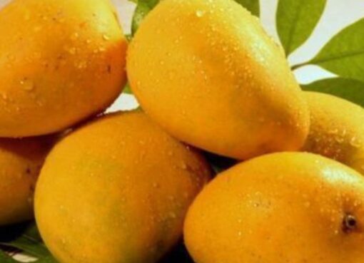 Fresh, Buy Export Quality Chaunsa Mango from Pakistan, available online for purchase from trusted sellers.