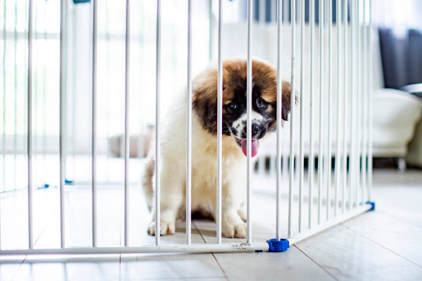 Dog Pen Market Witness Highest Growth AT a considerable CAGR by 2030