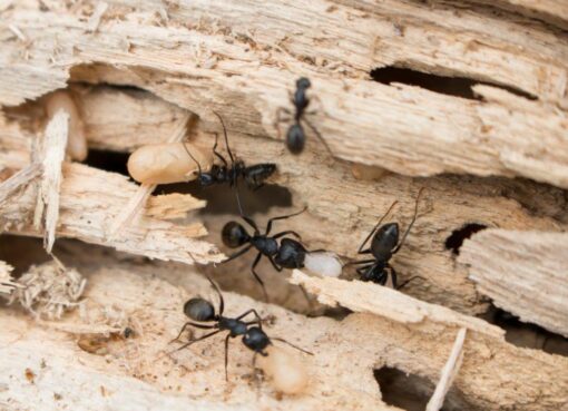 Ant Extermination In Ohio