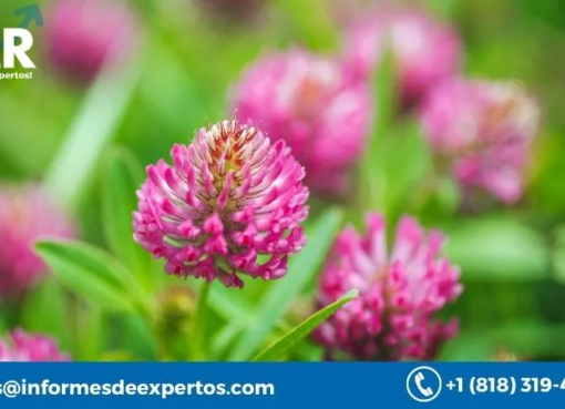 Global Red Clover Market