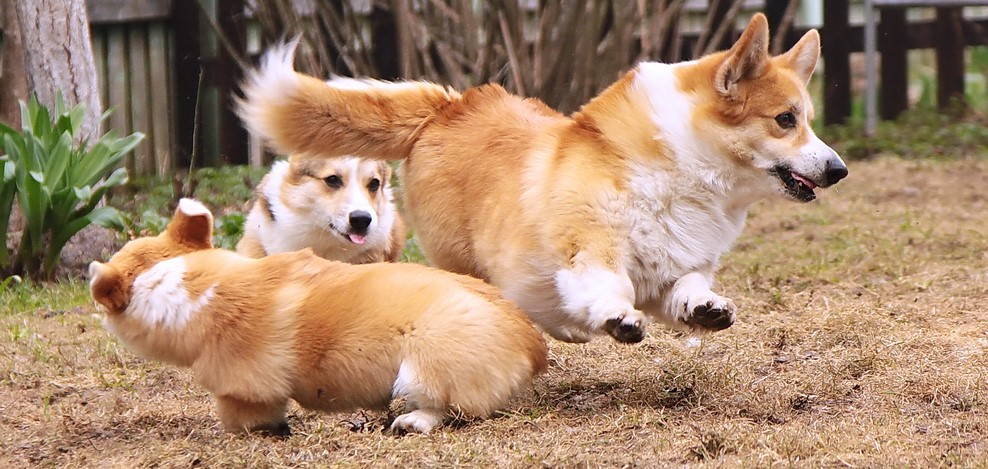 Finding the Perfect Companion: Adult Corgis for Sale