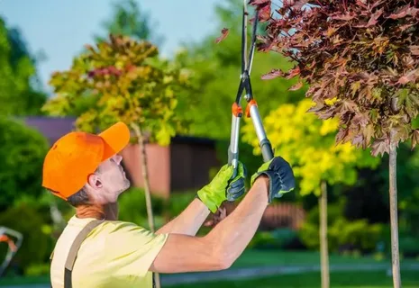 How Tree Services Can Eliminate Common Tree Pests?