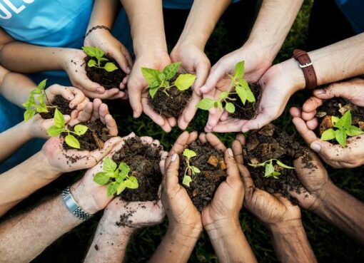 Tree Seedling Business