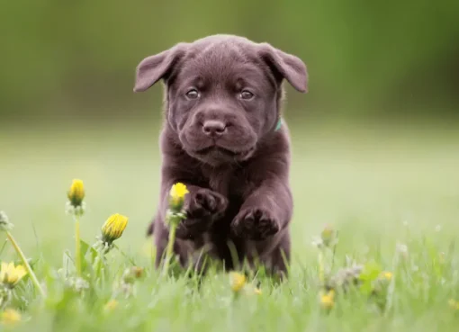 Labrador Retriever puppy