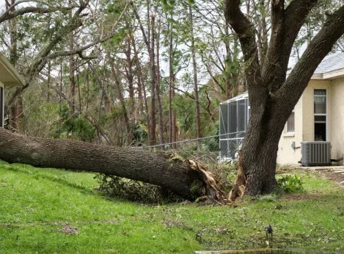 affordable tree trimming