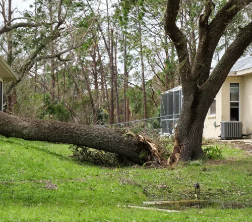 affordable tree trimming