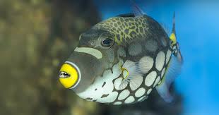 fish identification