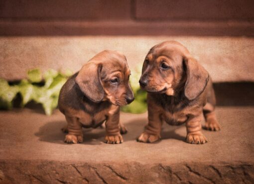 Dachshund Puppies for Sale near me