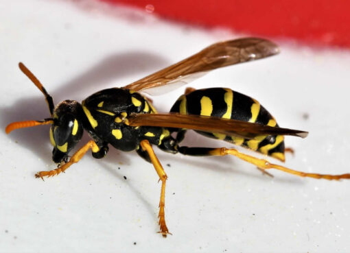 How To Get A Wasp Out Of Your House