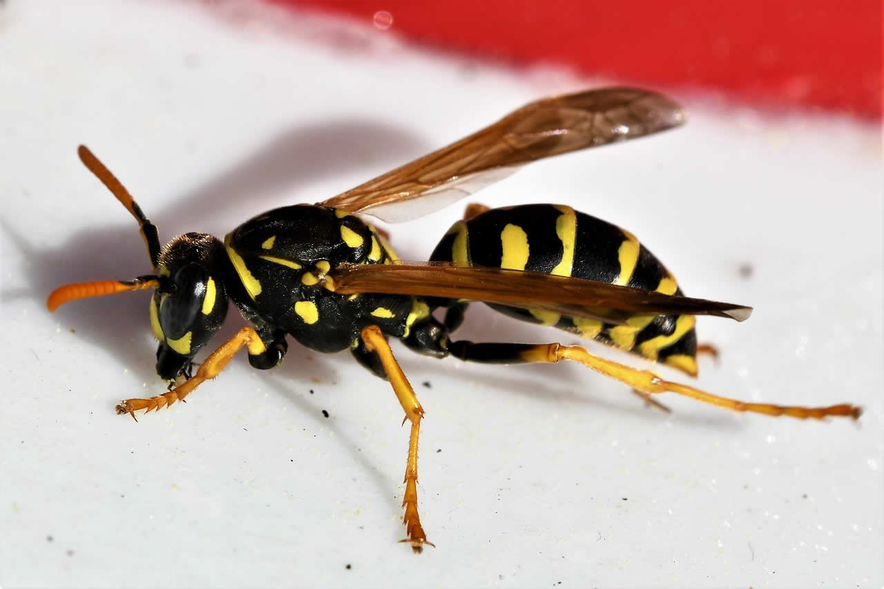 How To Get A Wasp Out Of Your House