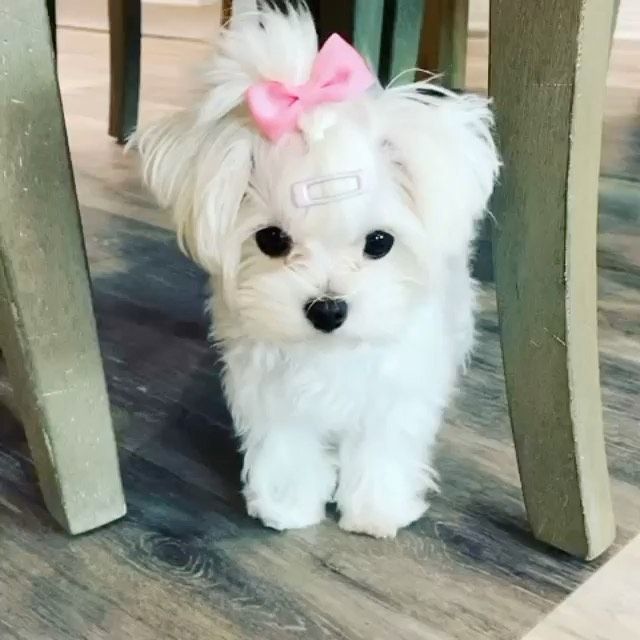 Maltese Dog Price in Delhi