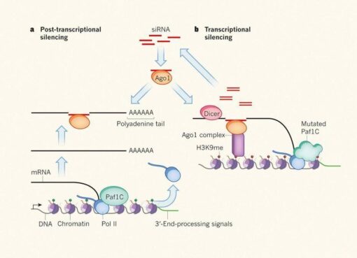 advancing-rnai-through-rna-sequencing-unleashing-the-synergy-for-biotechnology-and-genetics