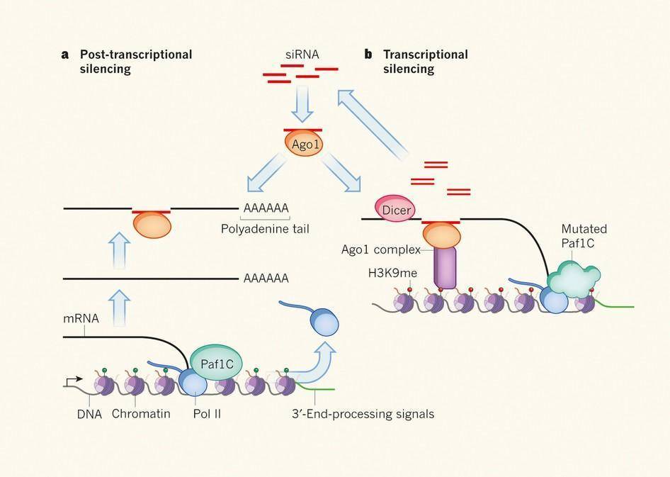 Advancing RNAi through RNA Sequencing: Unleashing the Synergy for Biotechnology and Genetics