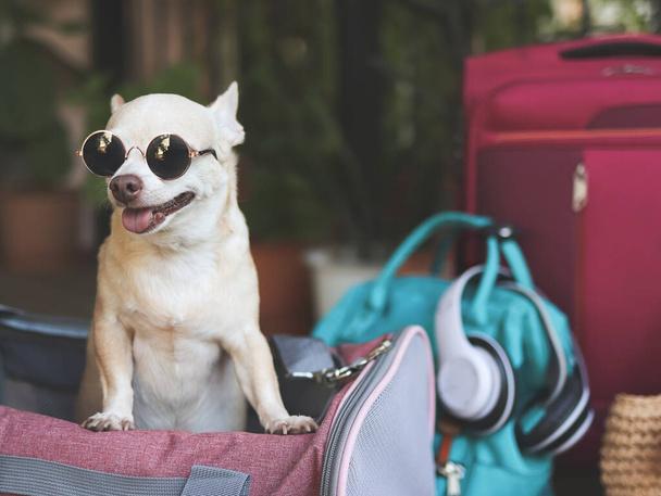 The Smart Way to Travel with Small Dogs: Choosing the Right Purse for Puppy