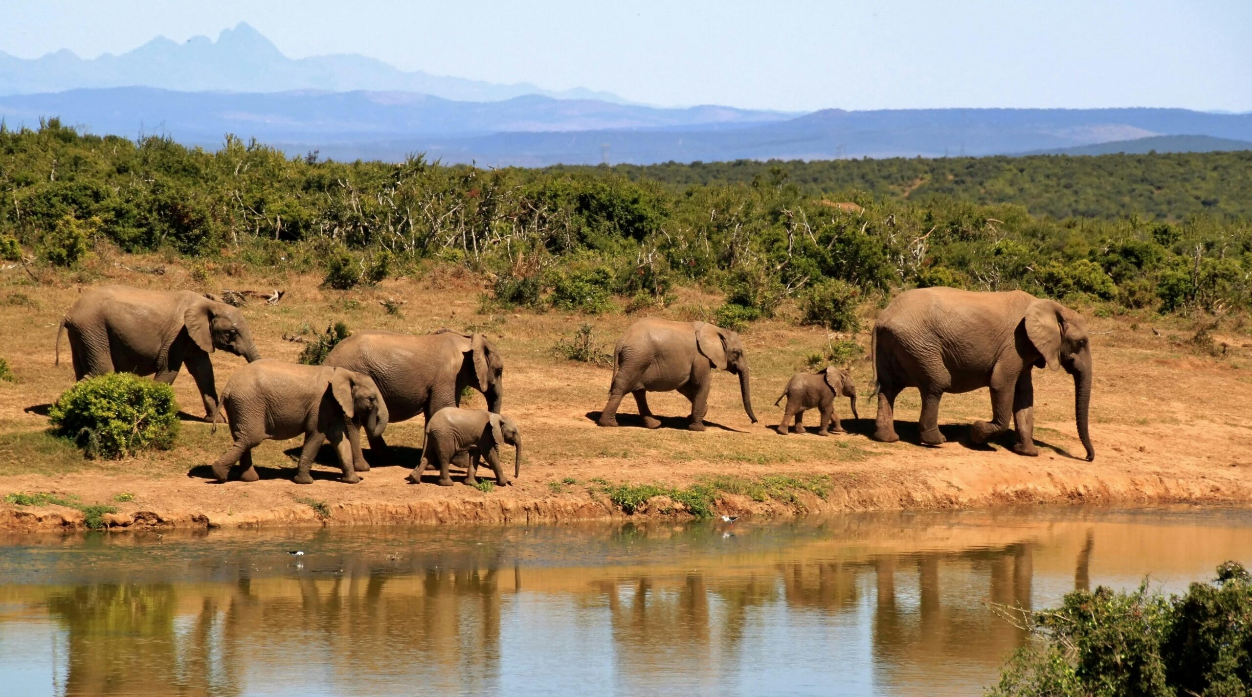 Explore the Wild Heart of Africa: Your Ultimate Tanzania Safari Holiday Guide