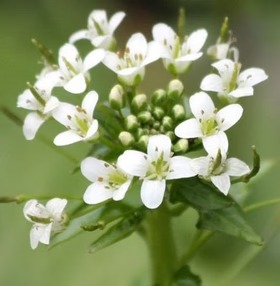 wasabi plant
