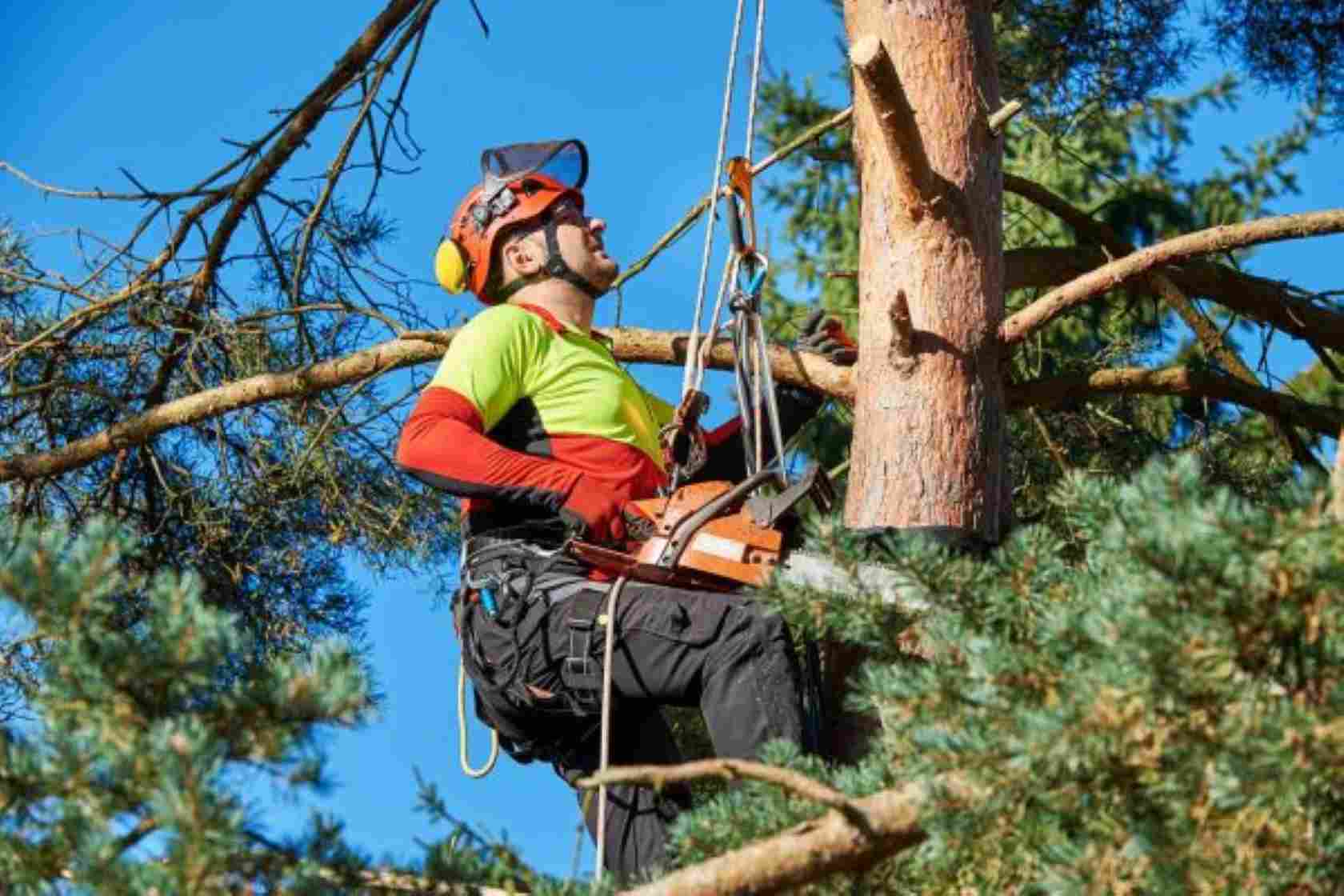 stump grinding