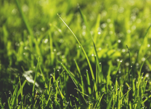 Lawn mowing Kingsford
