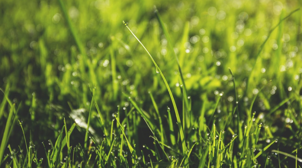 Lawn mowing Kingsford