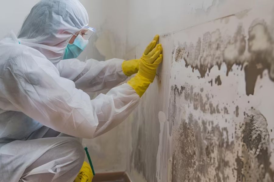 When Is the Right Time to Schedule Mold Remediation in Los Angeles?
