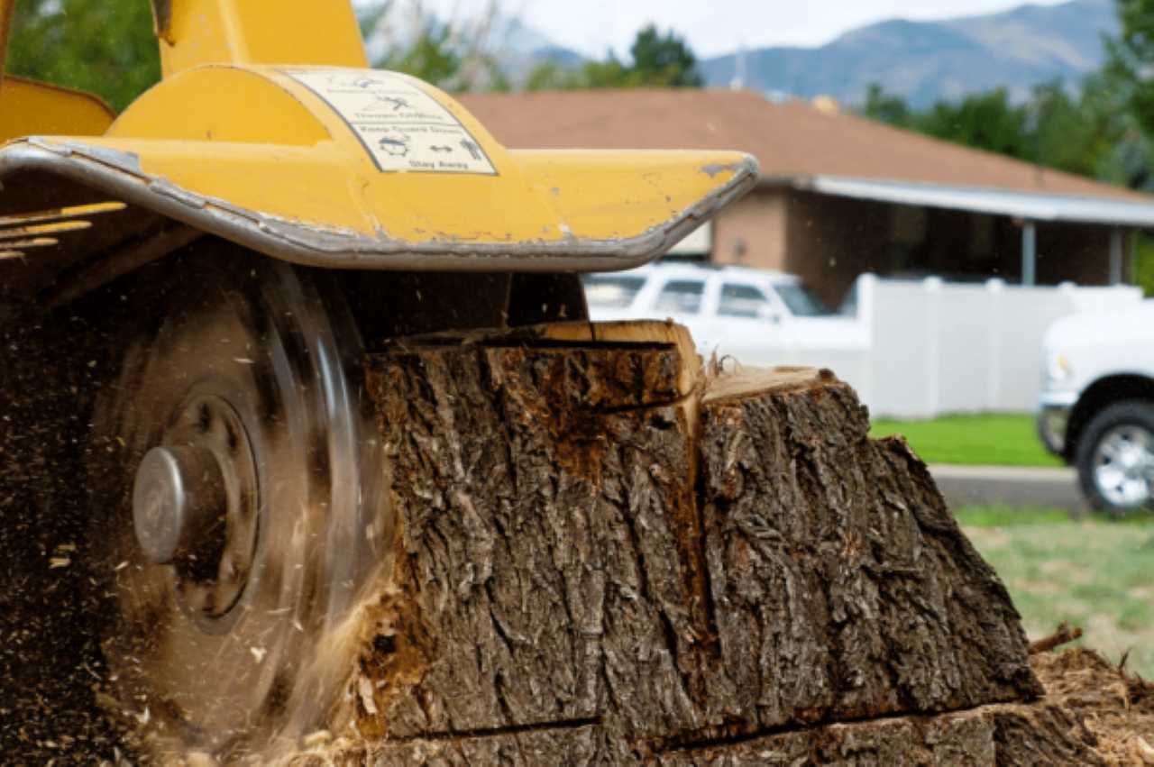 stump grinding