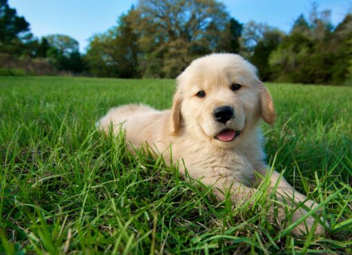 golden retriever puppies philadelphia