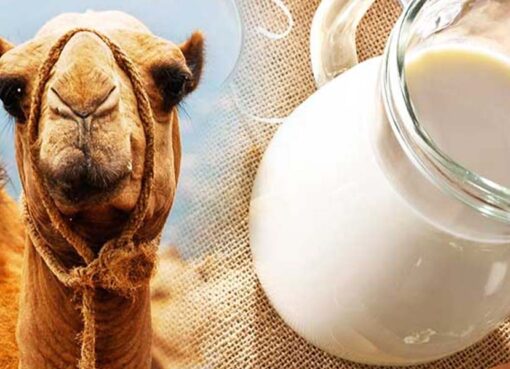 Camel raw milk UAE
