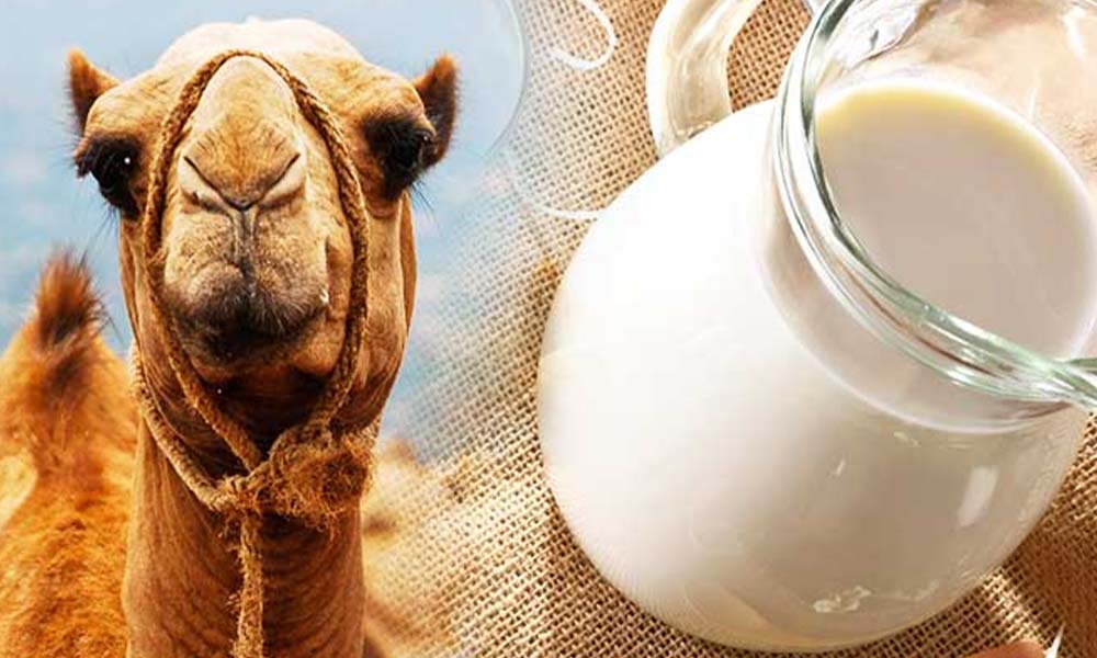 Camel raw milk UAE