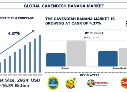 Cavendish Banana Market