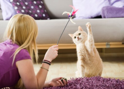 Trusted Cat Sitting Services by Gotham City Cat Care