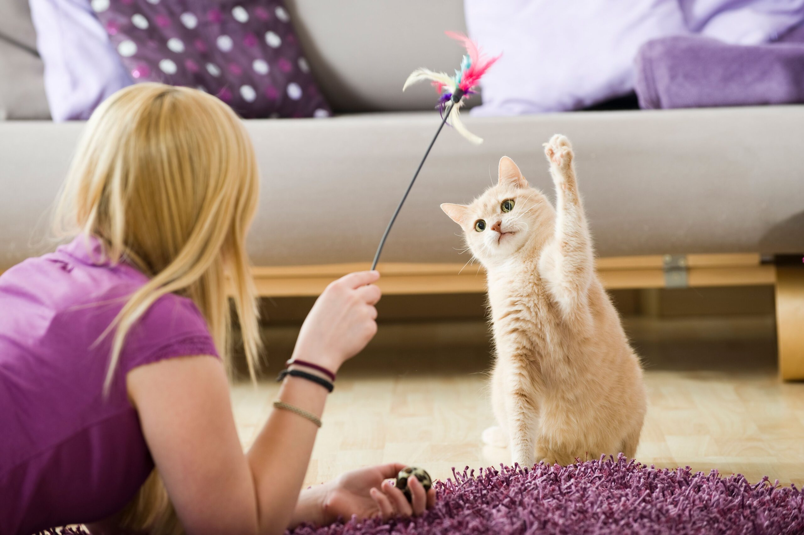 Trusted Cat Sitting Services by Gotham City Cat Care