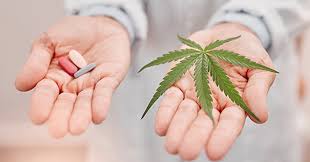 What Conditions Do Medical Cannabis Doctors in Florida Commonly Treat?