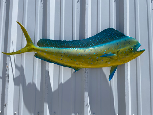 Premium Mounted Fish for Sale – Shop Realistic Fish Replicas Now