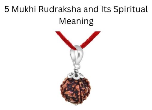 5 Mukhi Rudraksha