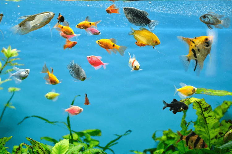 fish tanks