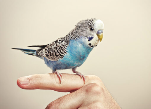Pets And Bird Removing