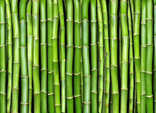 Bamboo Processing Plant