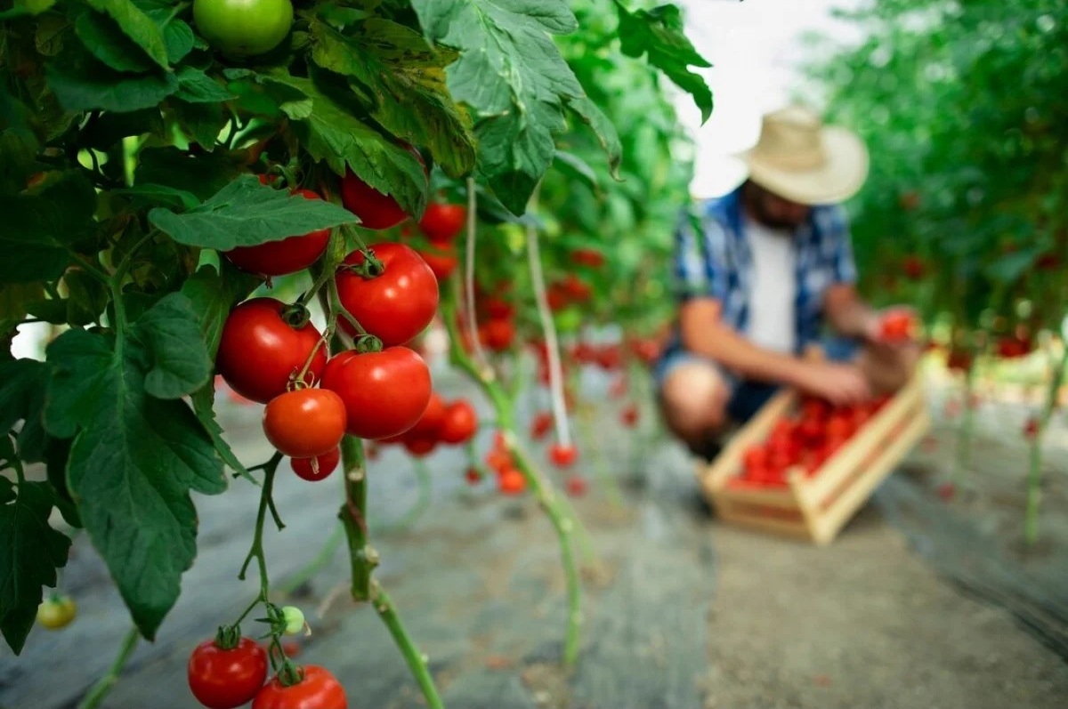 From Garden Dream to Green Reality