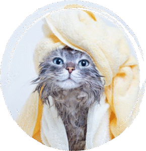Pet Grooming  san diego

