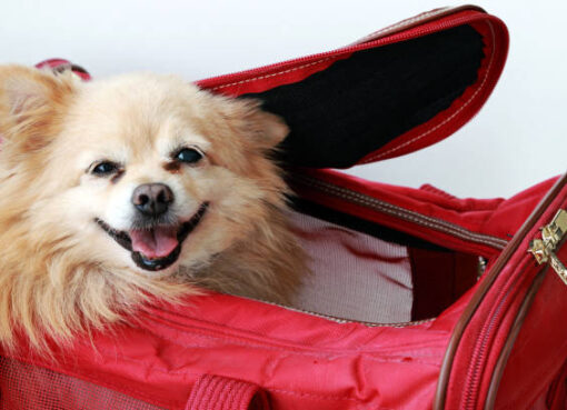 dog backpack
