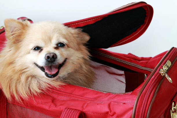 dog backpack