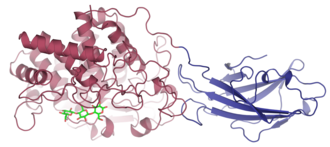 Cellulase