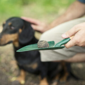 Mastering Pet Cleanup with the Best Pooper Scoopers in 2025