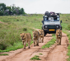 desert safari sharjah